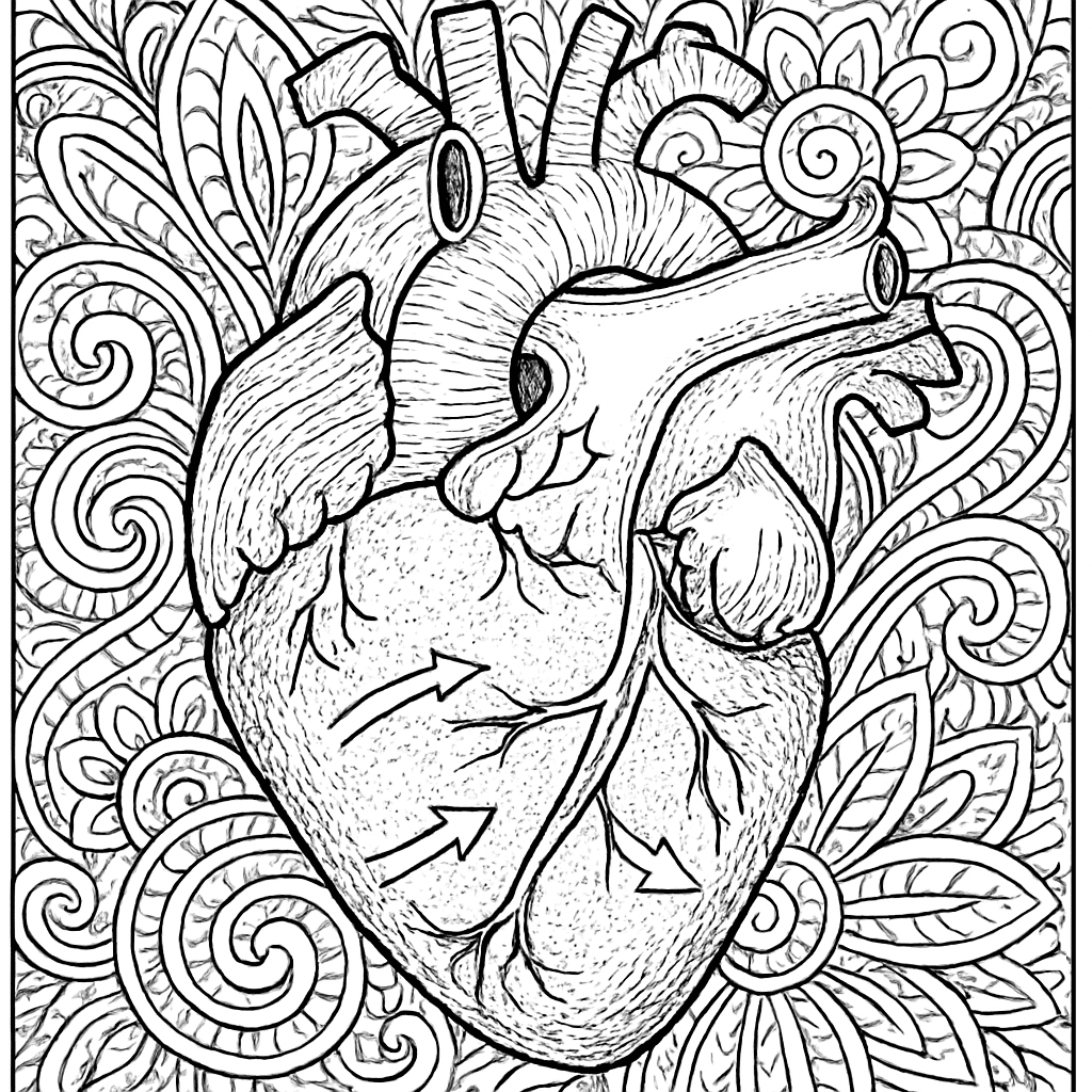 A Human Heart Diagram Showing The Four Chambers With Arrows For Blood Flow