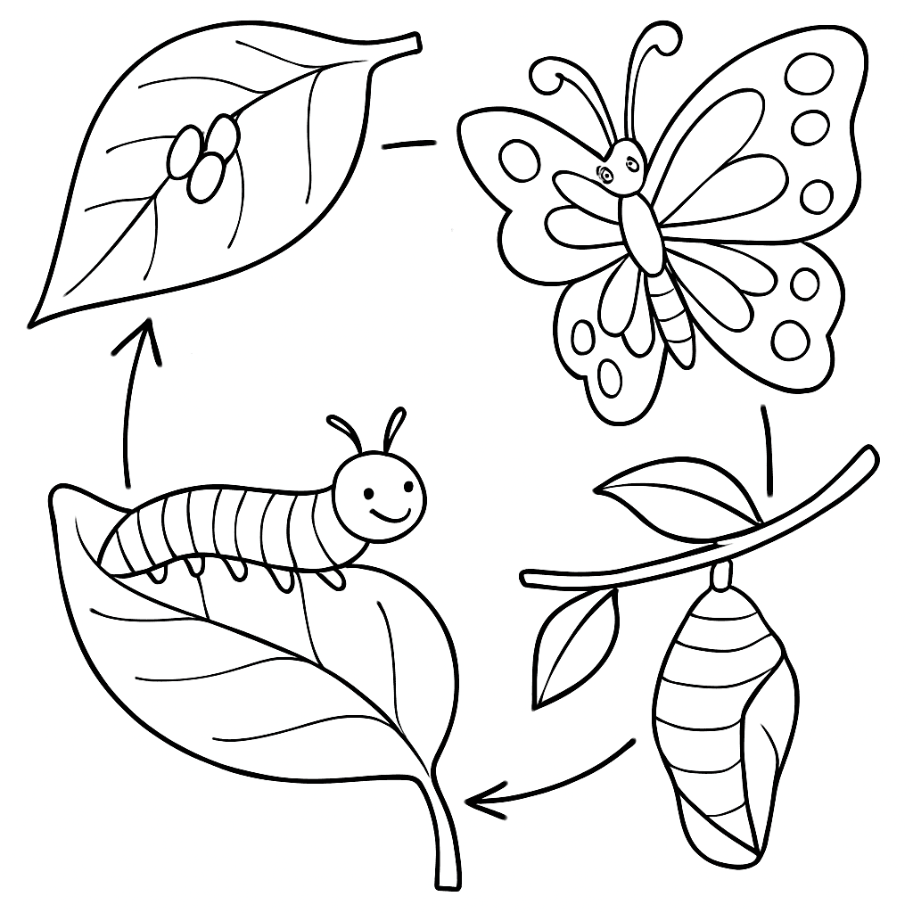 A Life Cycle Of A Butterfly From Egg To Caterpillar To Chrysalis To Butterfly